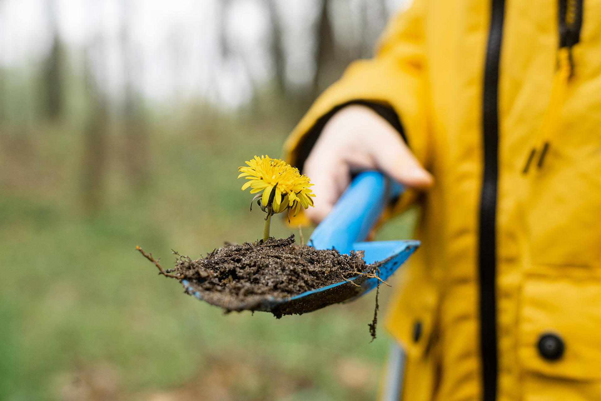 dandelion