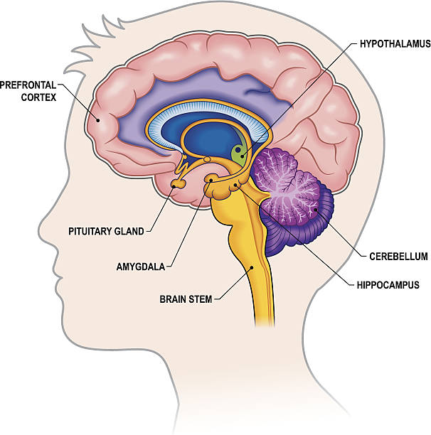 brain